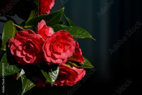 red roses on black background