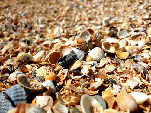 shells, сoast
берег из ракушек