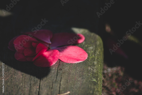 flower on a wooden background