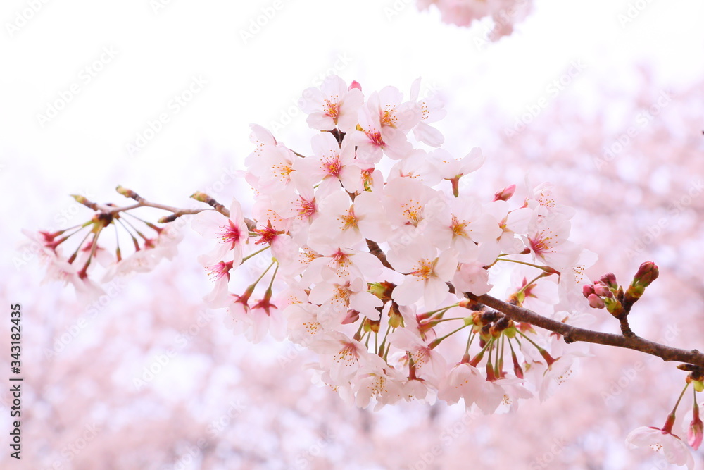 Soft and lovely cherry blossoms.