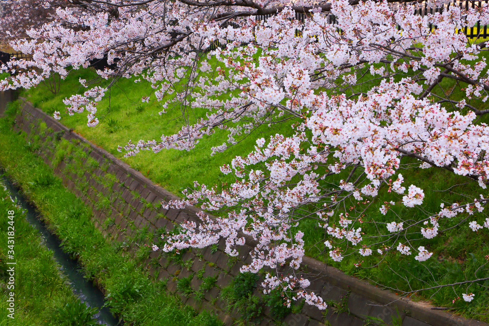 Cherry blossoms gently cover the narrow waterways. Cherry blossoms gently cover the narrow waterways.