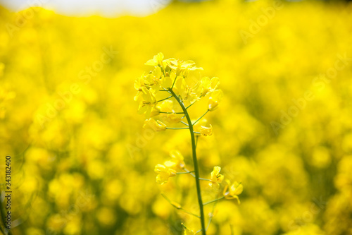 Obraz na płótnie Yellow rapeseed flowers (Brassica napus) w salonie