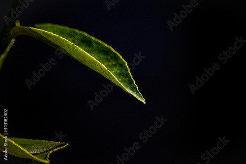 green leaf on black background