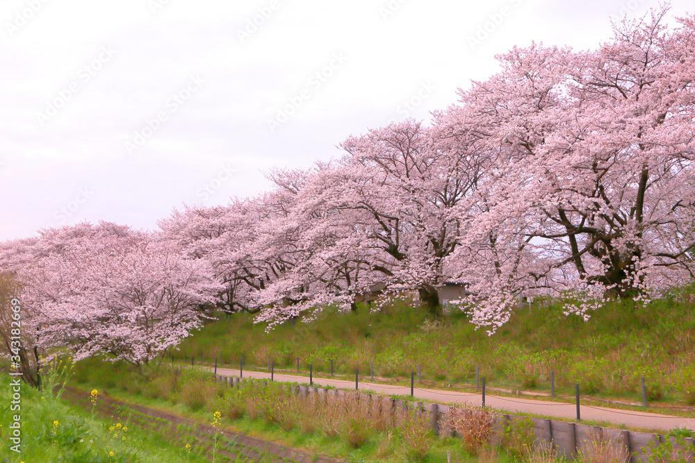 A walkway of cherry blossom trees. A walkway of cherry blossom trees.
