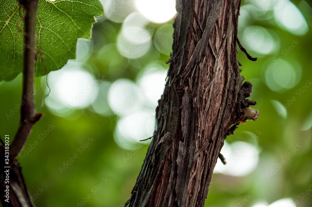 Obraz premium green leaves on tree