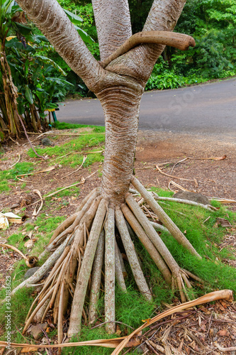 root system of a pandanus tree photo