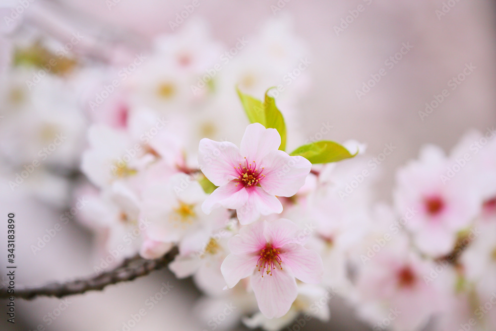 A close-up of the cherry blossoms, which is a small flower but gives you a feeling of vitality.