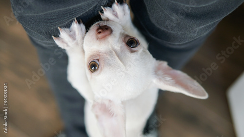 Chihuahua dog puppies communication and development