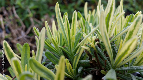 Lavandula angustifolia  Platinum Blonde 