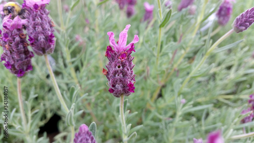 Lavandula stoechas 'Little Bee'