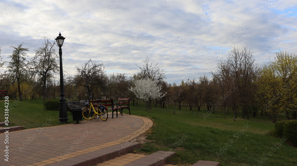 belarusian spring park with blooming trees