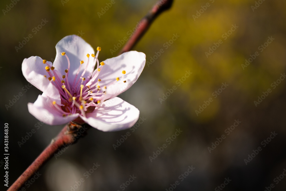 Fototapeta premium white flower close-up, green background