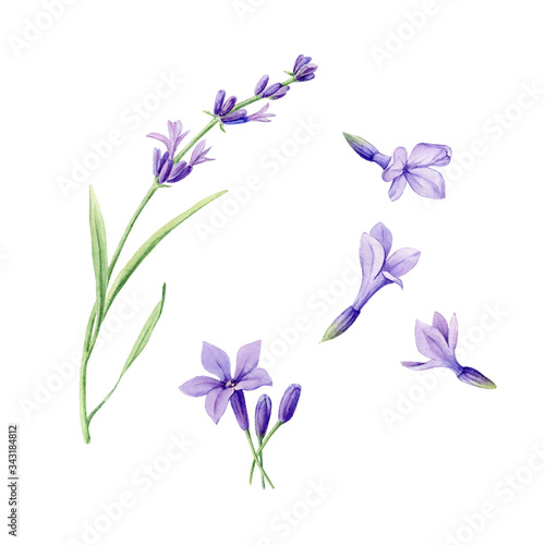 Set of hand drawn watercolor botanical illustration of fresh Lavender flowers.