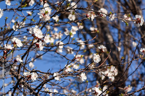 white flowers in a tree with blue sky