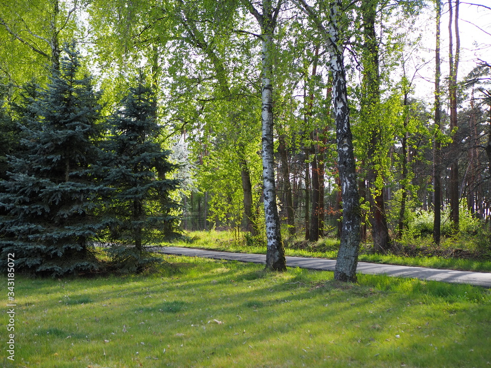 Obraz premium Footpath in the woods, forest, many trees