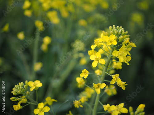 A single branch of blooming rapeseed, blooming canola, yellow flowers in spring