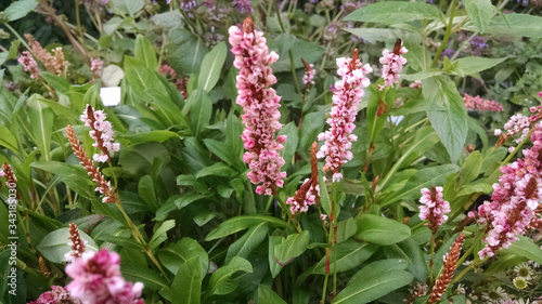 Quadro su tela Persicaria affinis 'Donald Lowndes'