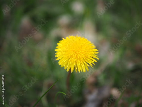 Wallpaper Mural One yellow dandelion flower Torontodigital.ca