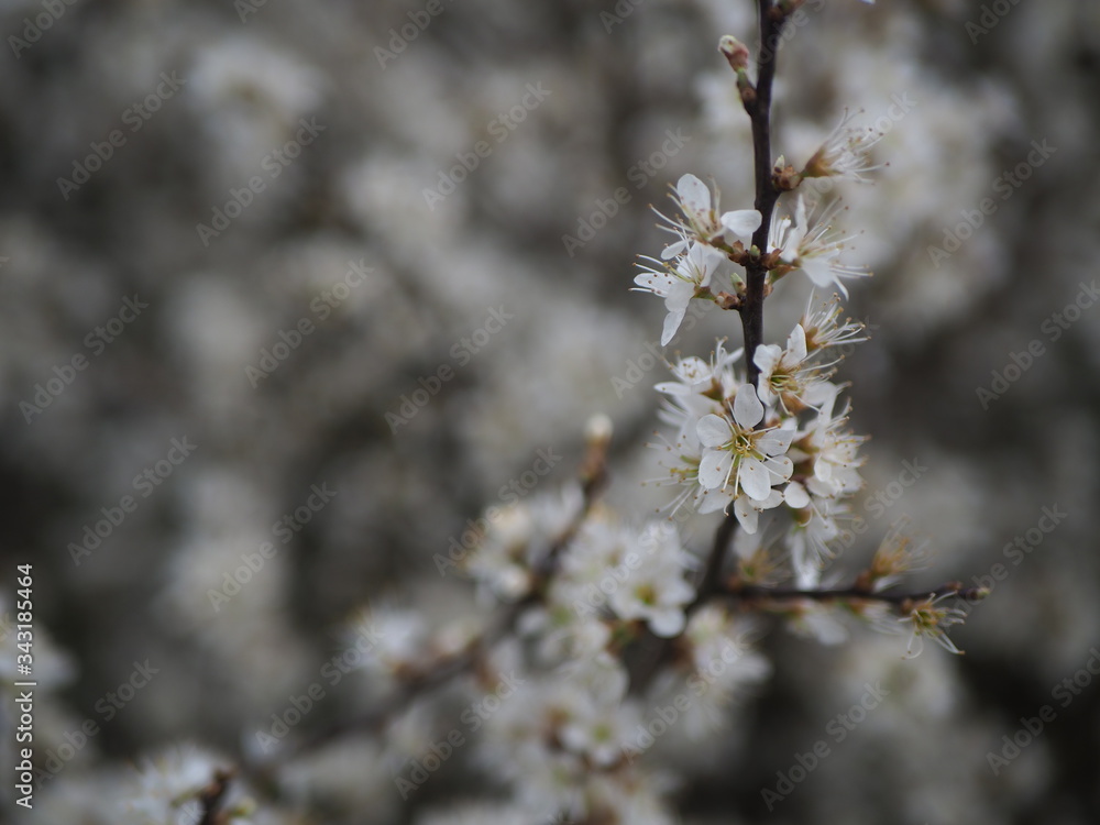 A sprig of white small flowers on a blurred background