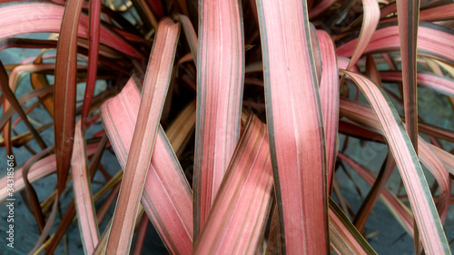 Phormium 'Evening Glow' photo