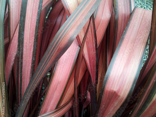 Phormium 'Evening Glow' photo