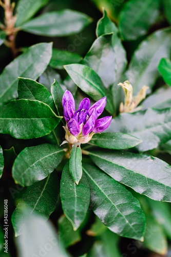 Purple flower