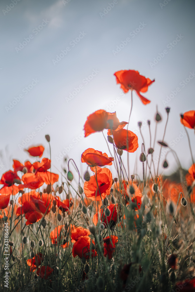 Fototapeta premium Poppy flowers meadow and nice sunset scene