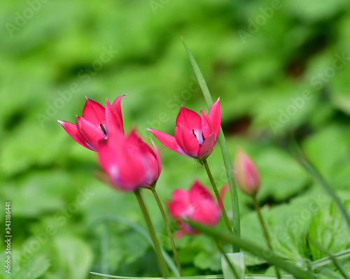 Kleine Tulpen