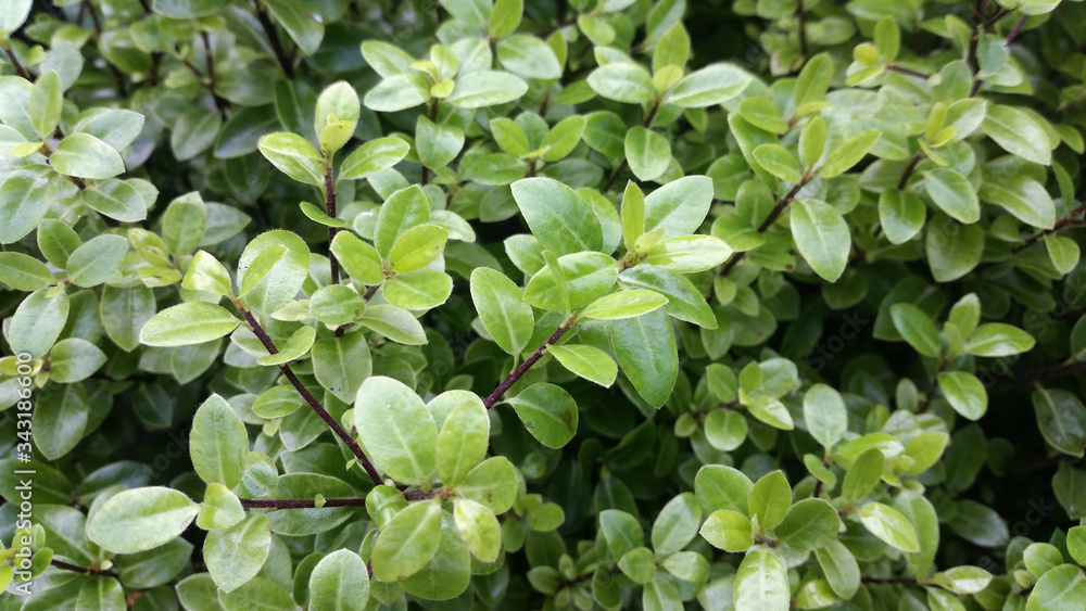 Pittosporum tenuifolium 'Golf Ball' Pittosporum tenuifolium 'Golf Ball'