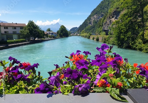 fotos de flores con el río  photo