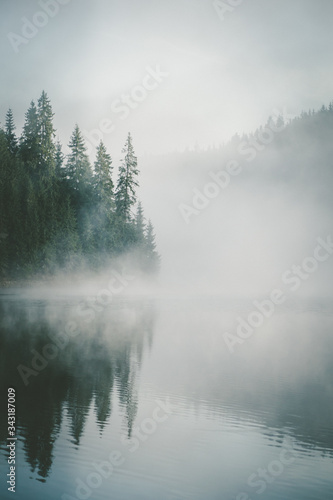 Dramatic view during a beautiful foggy morning with spruce fir forest reflected in the water of a lake in Smida, Romania. Coniferous forest trees reflected in a mountaineous calm lake.
