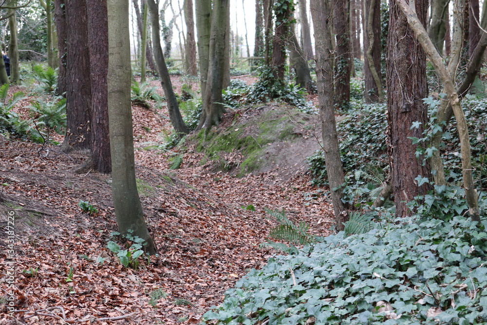 path in the woods path in the woods