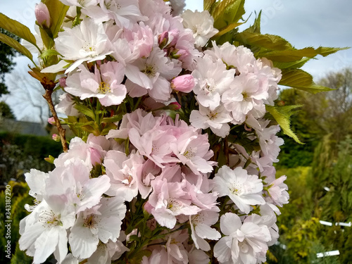 Fotografie Prunus 'Amanogawa'