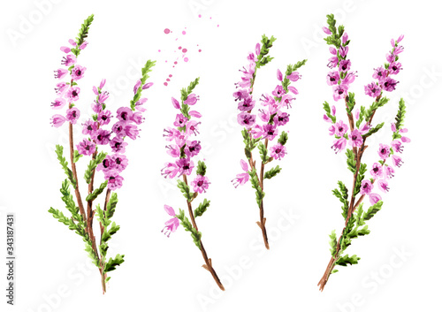 Branch of heather with purple flowers set, symbol of good luck. Watercolor hand drawn illustration isolated on white background