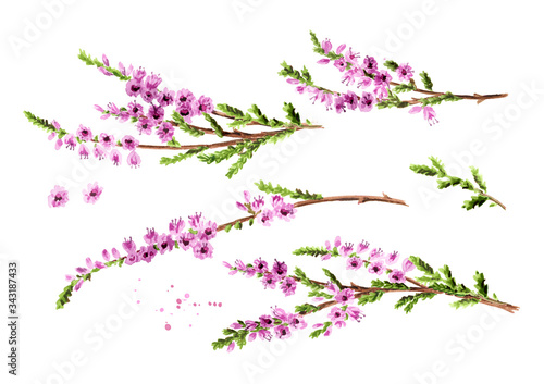 Branch of heather with purple flowers set, symbol of good luck