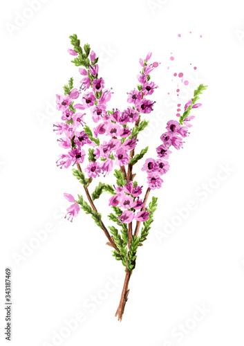 Branch of heather with purple flowers, symbol of good luck. Watercolor hand drawn illustration isolated on white background