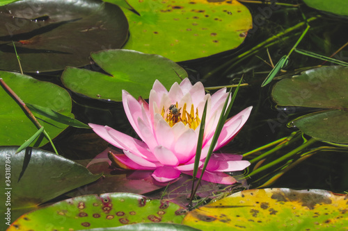 pink water lily
