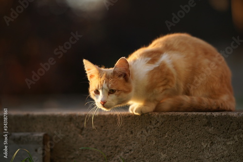 Принти на полотні Red cat lurking and looking at someone in the garden.