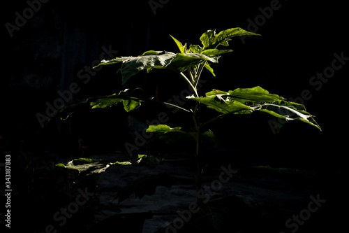 Shade of green plants under a strong morning light