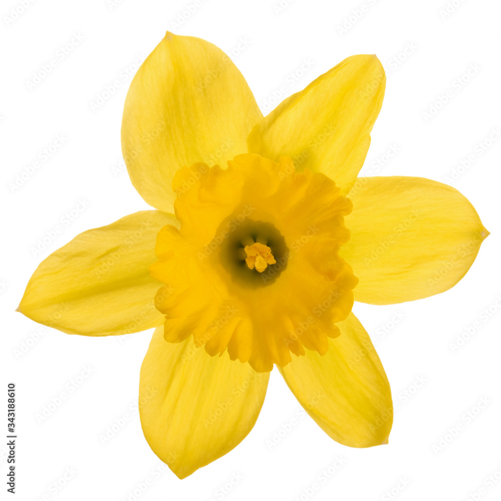 Studio shot of a daffodil flower head isolated on a white background in close-up Studio shot of a daffodil flower head isolated on a white background in close-up