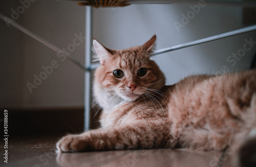 Fototapeta Naklejka Na Ścianę i Meble -  cat chilling