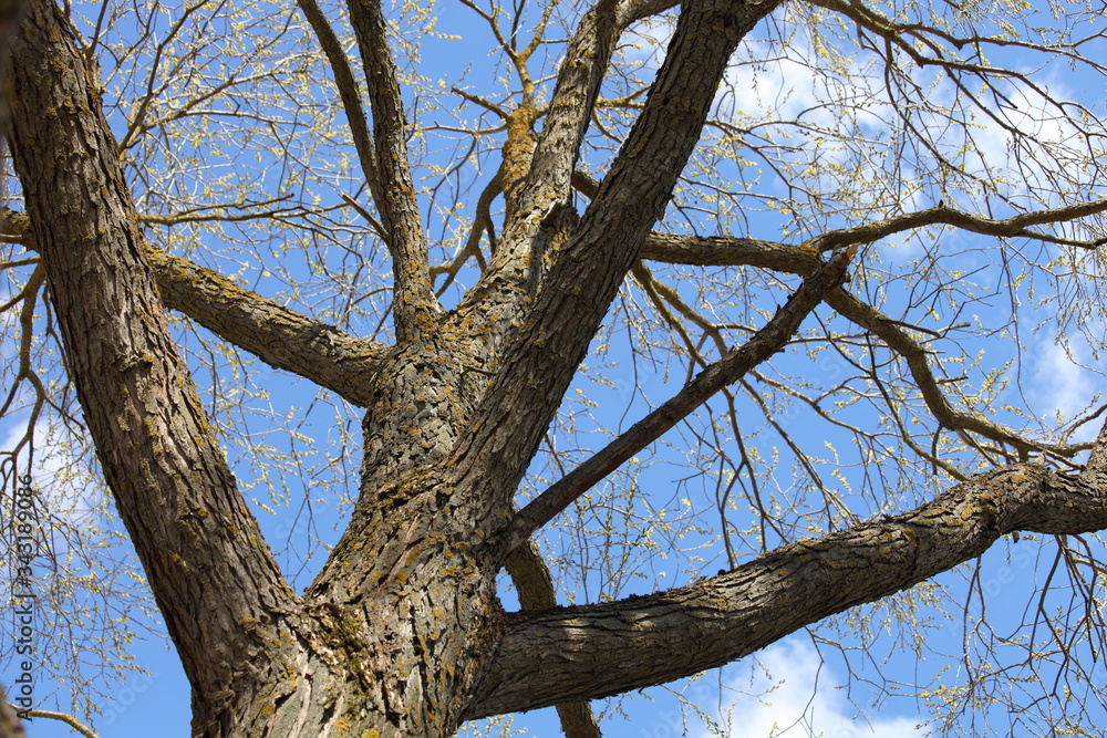 Beautiful dry thick branches of a bare tree in perspective against the blue sky at Sunny spring day Beautiful dry thick branches of a bare tree in perspective against the blue sky at Sunny spring day