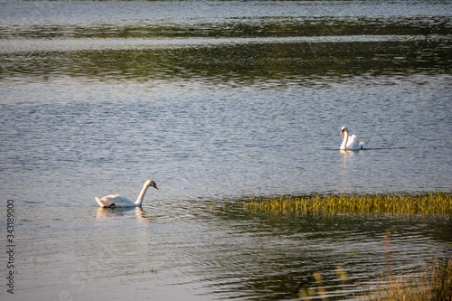 2 Cygnes tuberculé nageant sur l'eau