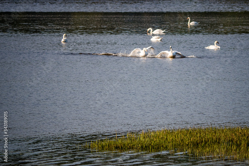 2 Cygnes tuberculé se poursuivant sur l'eau