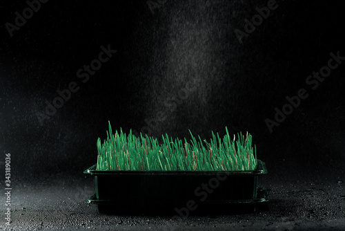 Canvas Print Container with sprouting cat grass under an imitation of rain on a black background