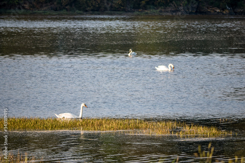 3 Cygnes tuberculé nageant sur l'eau
