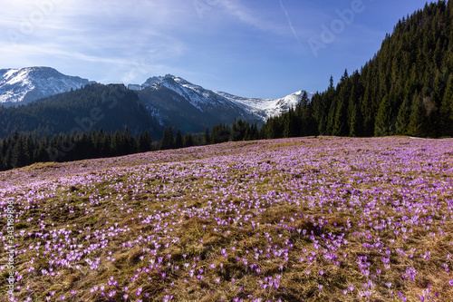 Crocuses  Crocus scepusiensis  saffron  field in Tatra mountains  Poland . Symbol of Kalat  wki and Chocho  owska glade at spring.