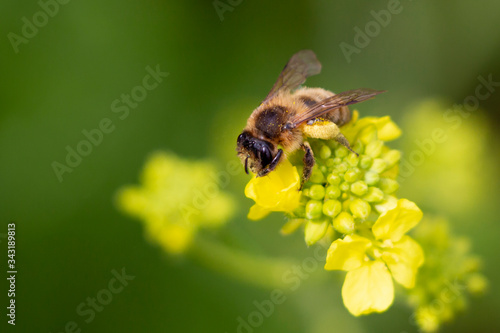 Bee collecting pollen in nature