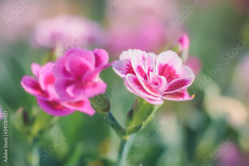 Close up of  beautiful wild pink flowers on a green meadow