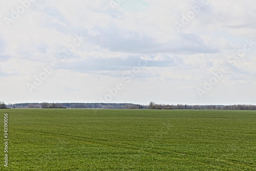 Beautiful green seeded field with trees on horizon against the sky on a Sunny spring day — agriculture, rural landscape